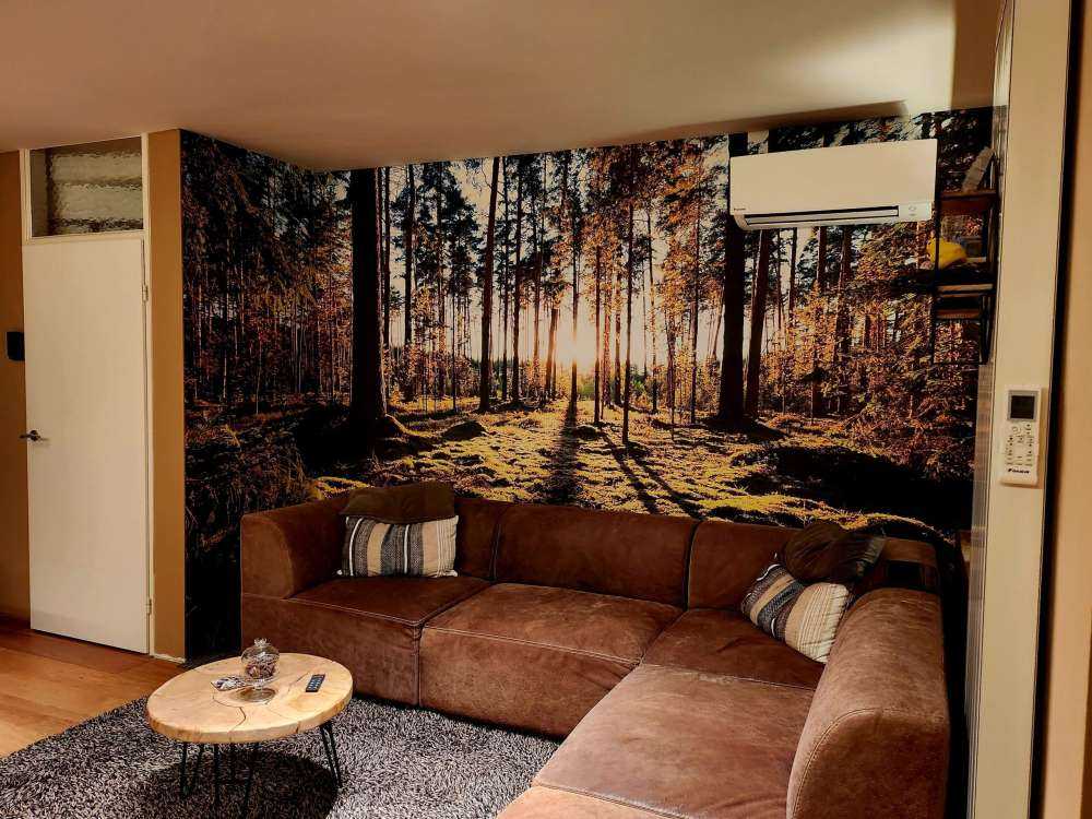Pine forest