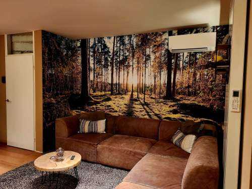 Pine forest