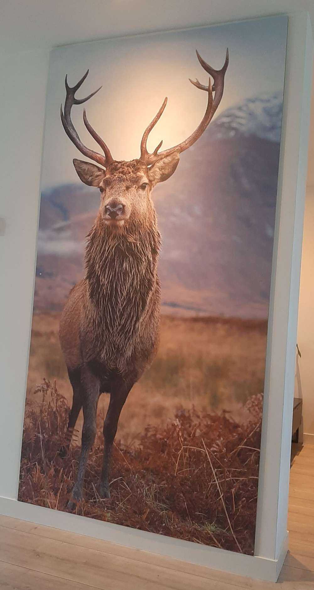 Deer in the mountains