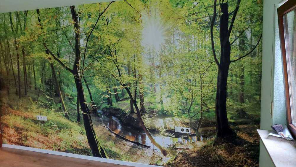 Forest with brook