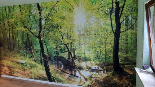 Forest with brook
