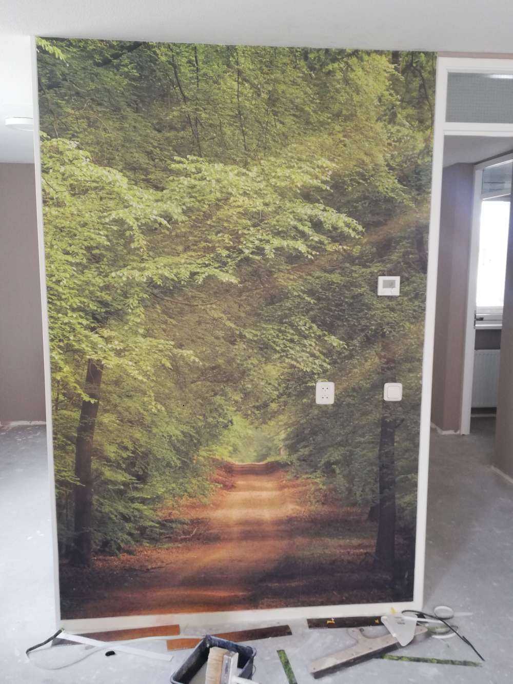 Toad in forest with sunbeams