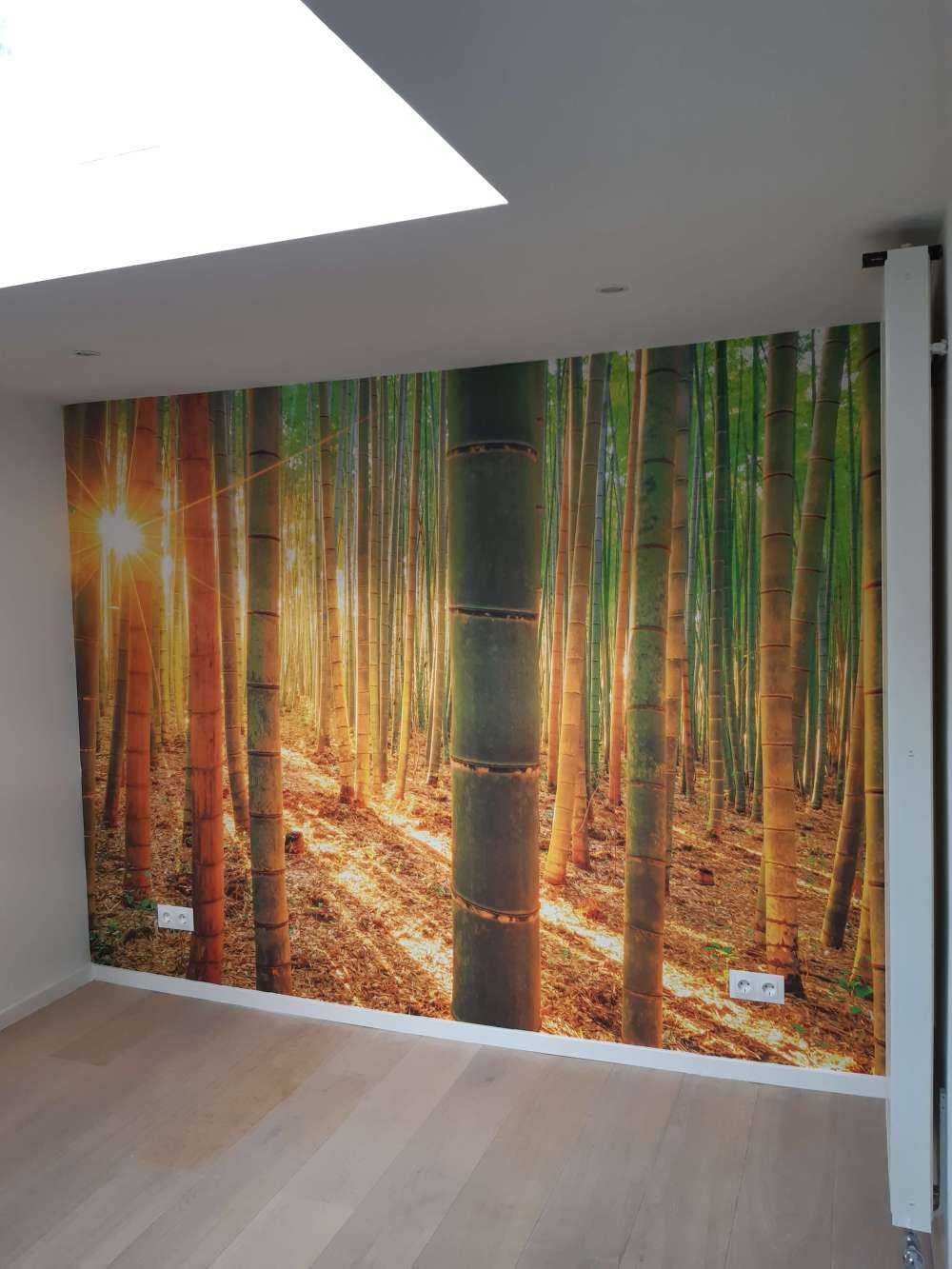 Bamboo forest at sunrise