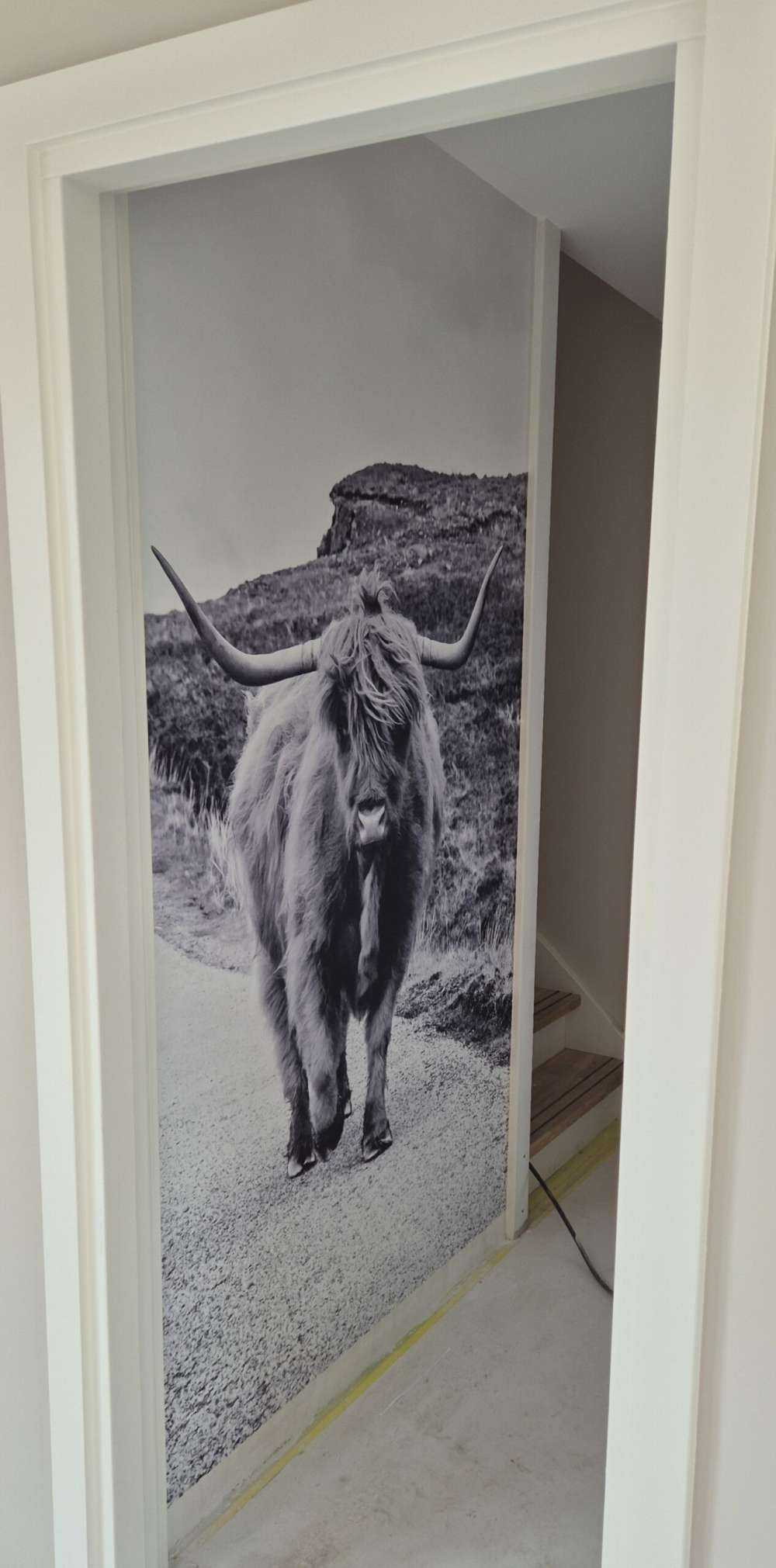 Scottish Highlander on a road