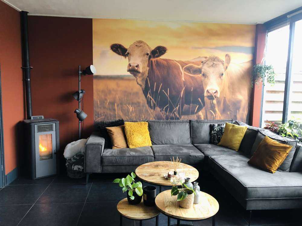 Cows in the evening sun