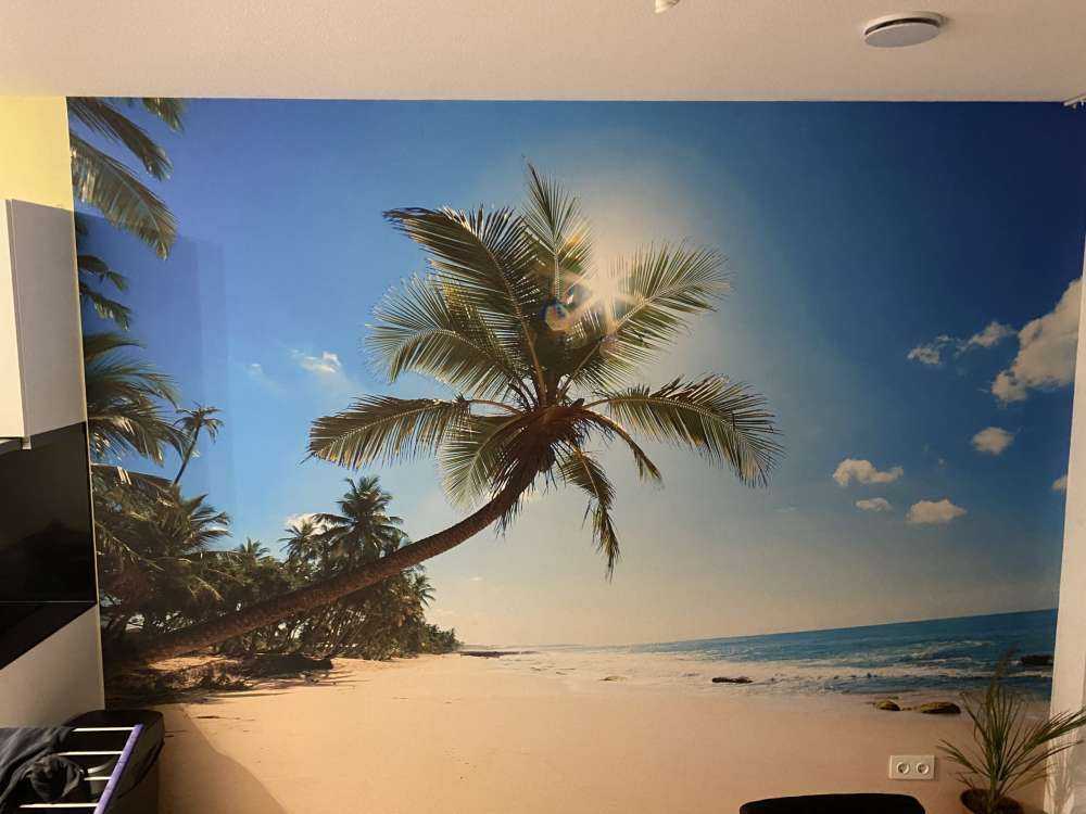 Large palm tree