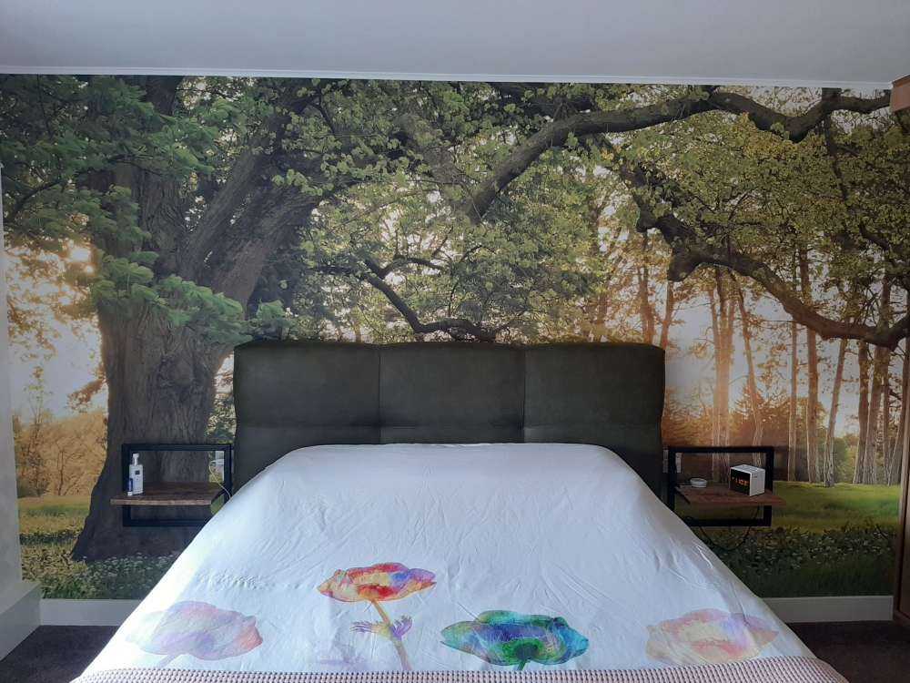 Open space in the woods