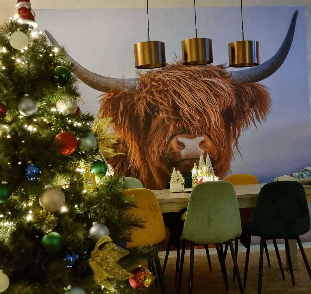 Staring Scottish Highlander