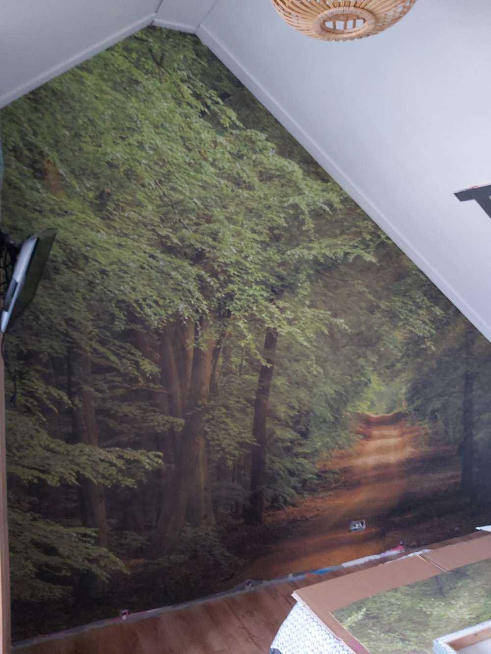 Toad in forest with sunbeams