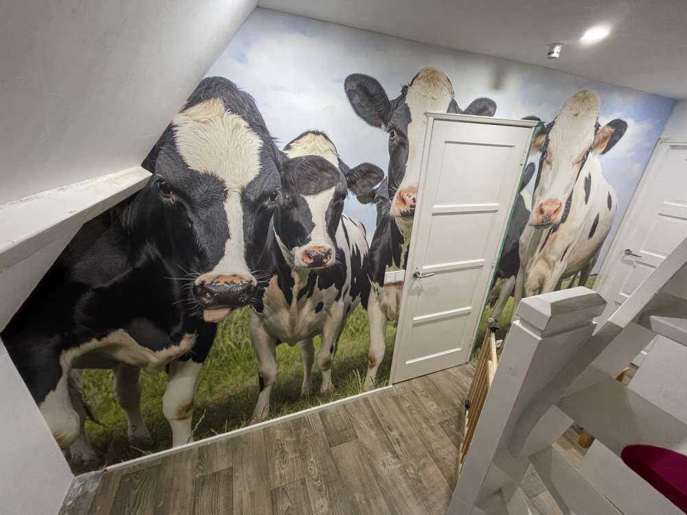 Herd with cows