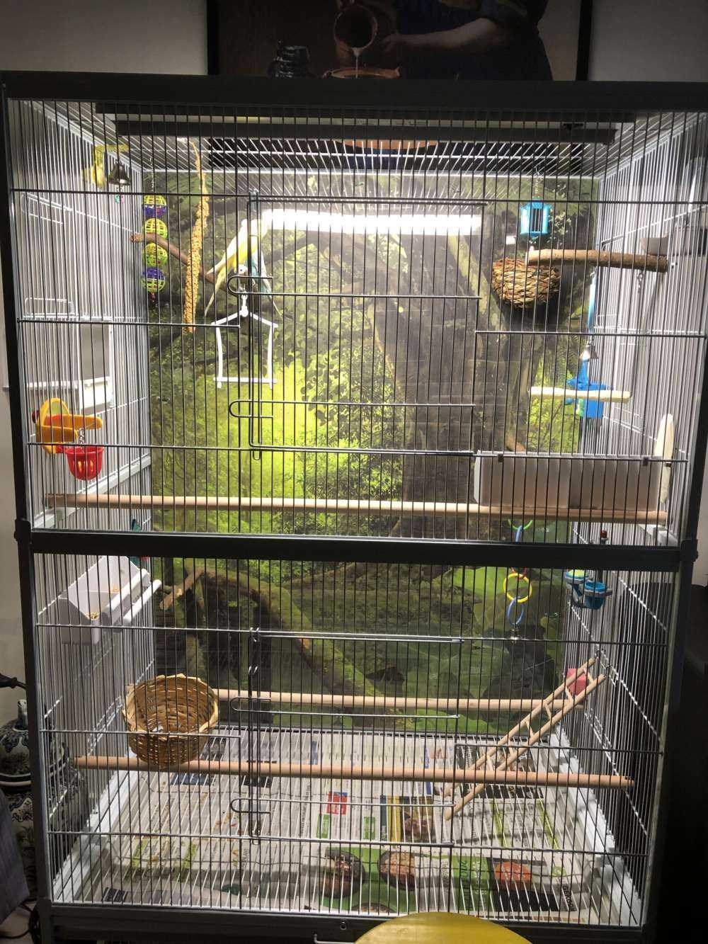 Wooden bridge through a green jungle