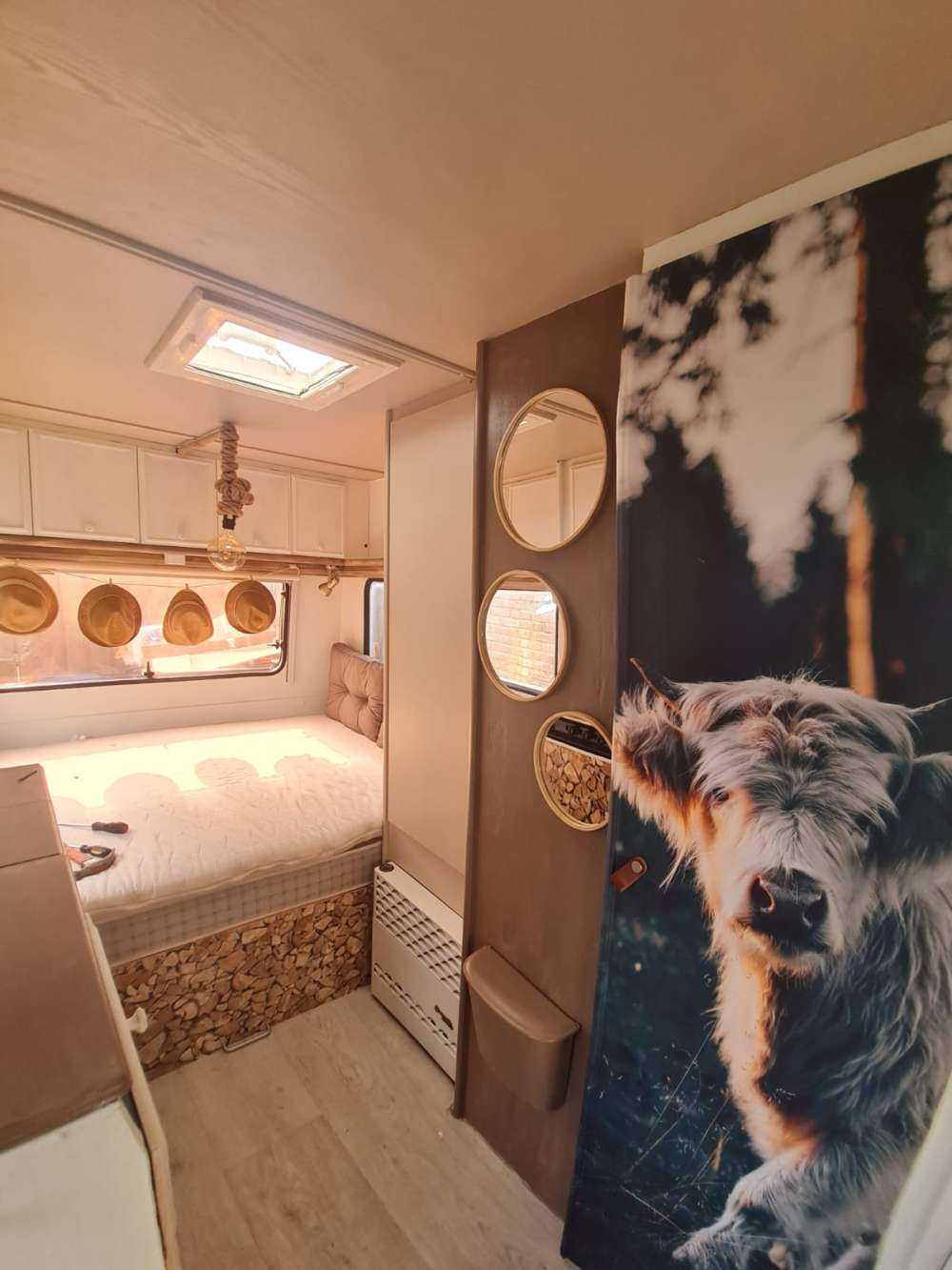 Scottish Highlander calf