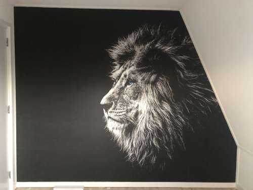 Lion with blue eyes