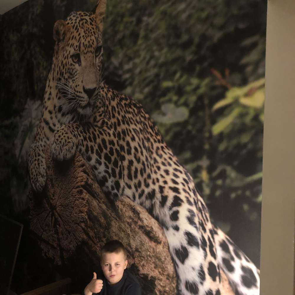 Leopard on tree