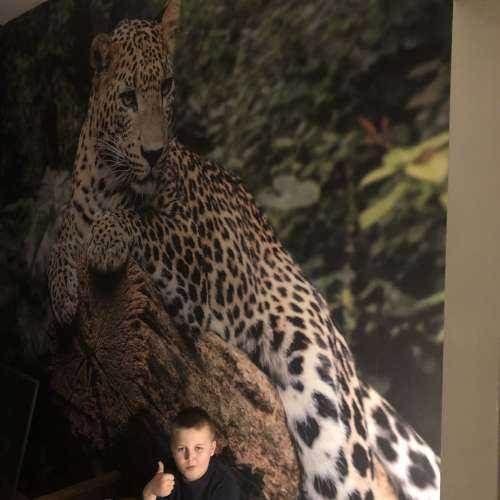 Leopard on tree