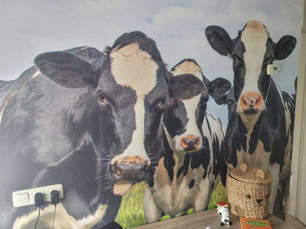 Herd with cows