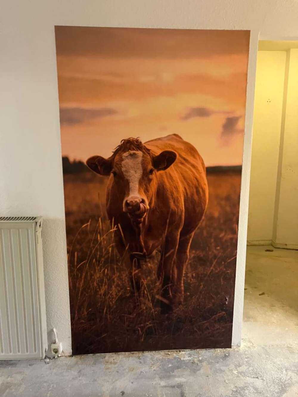 Cow with tongue in nose