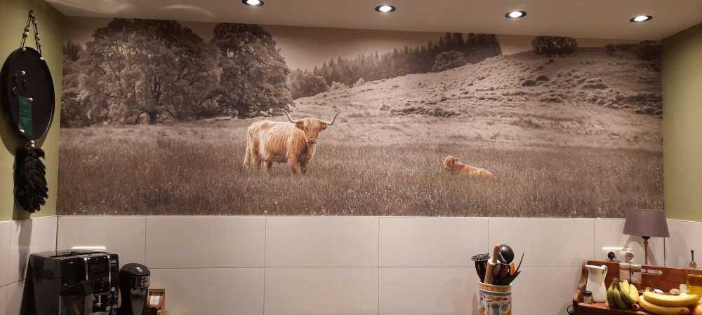 Scottish Highlander with calf