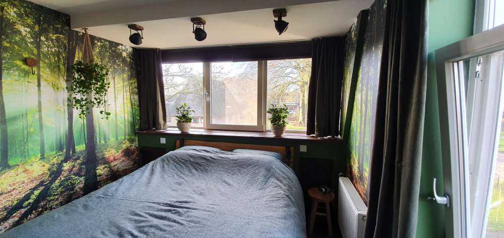 A morning in the forest