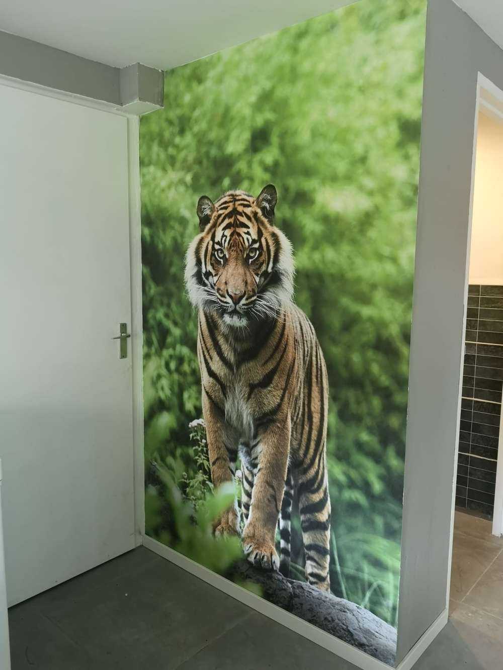 Tiger standing on a stone
