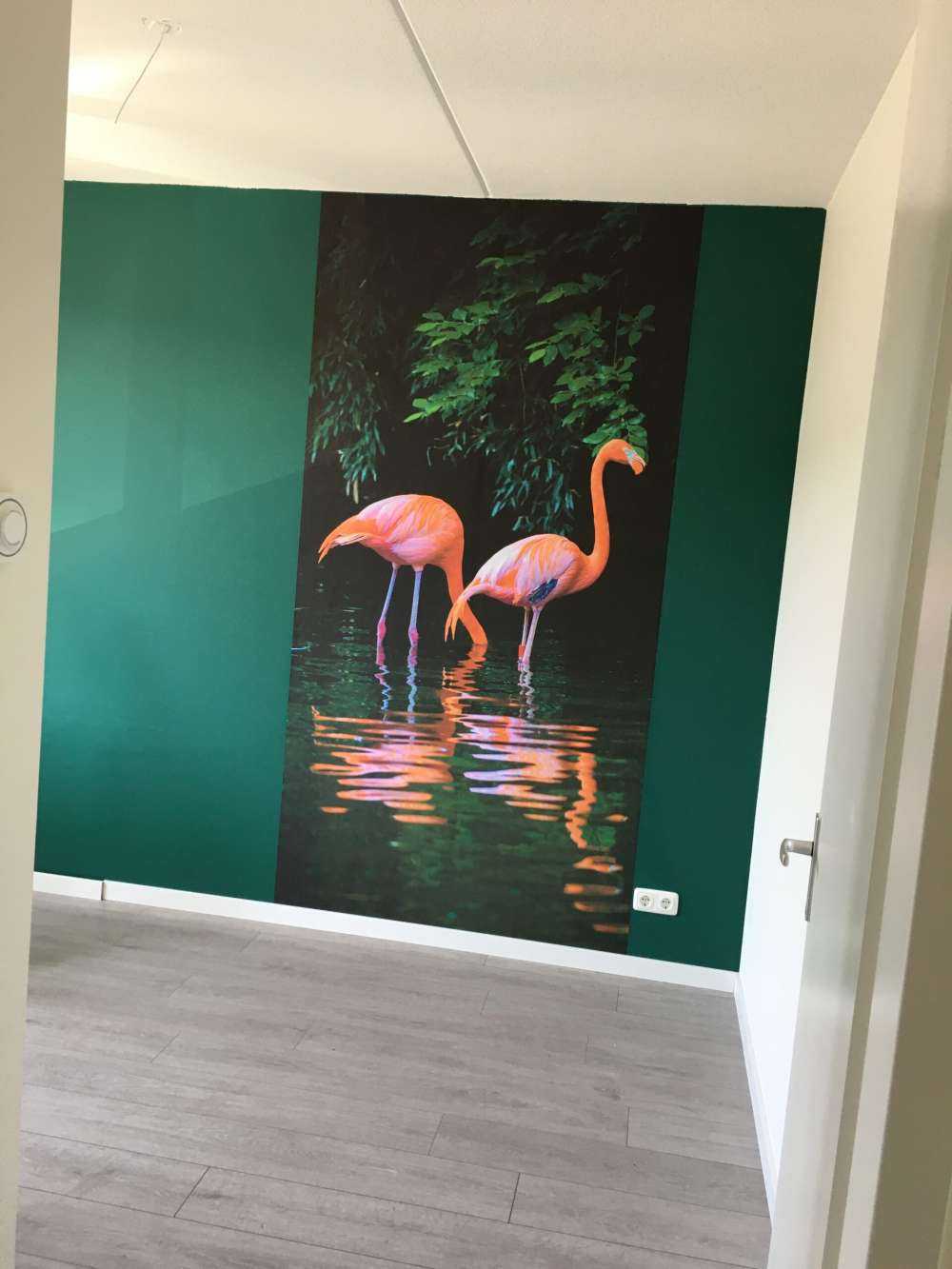 Two Caribbean flamingos