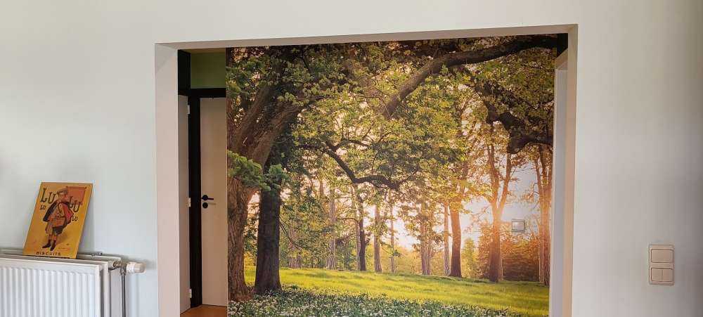 Open space in the woods