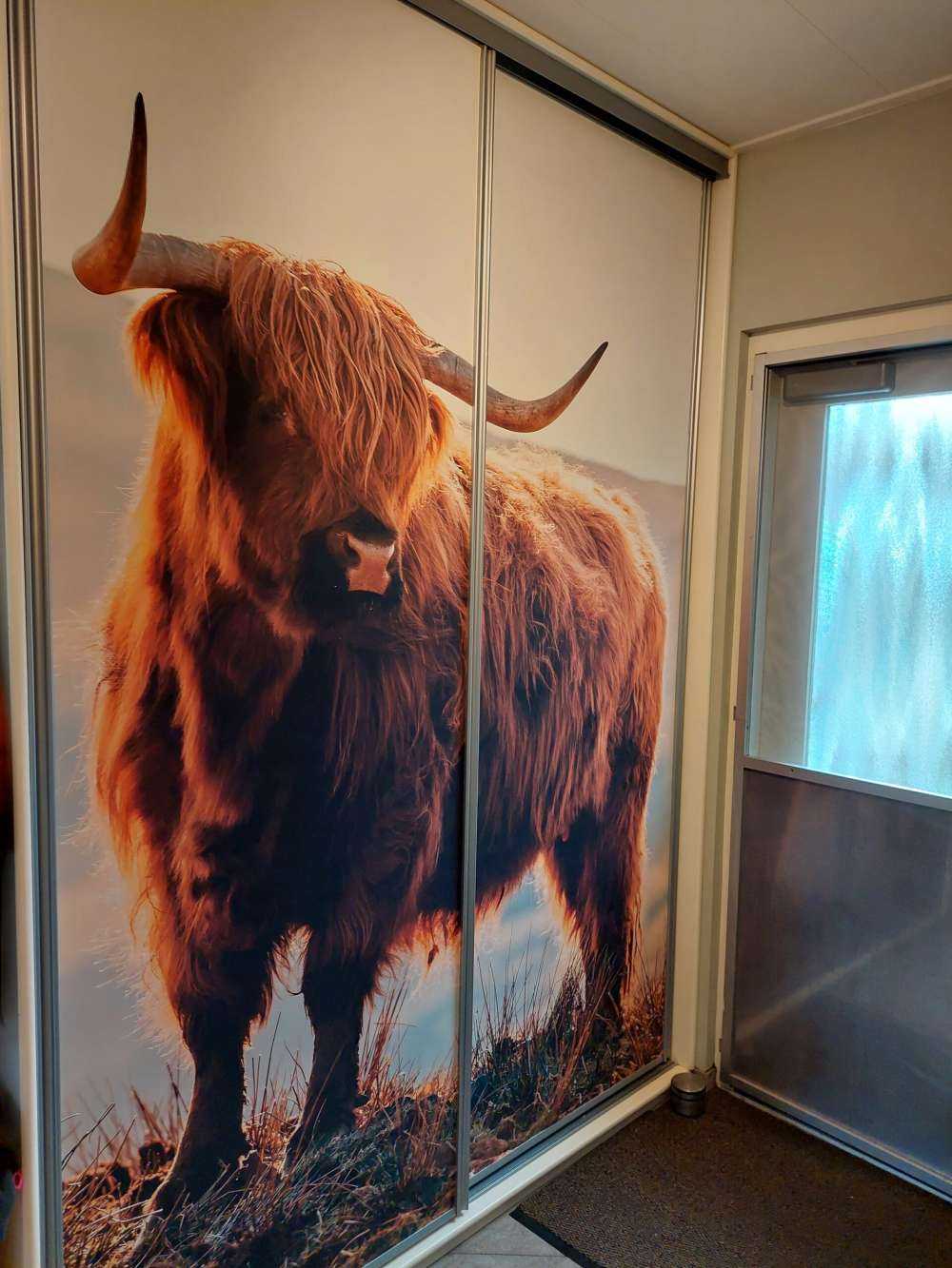 Scottish highlander on a hill