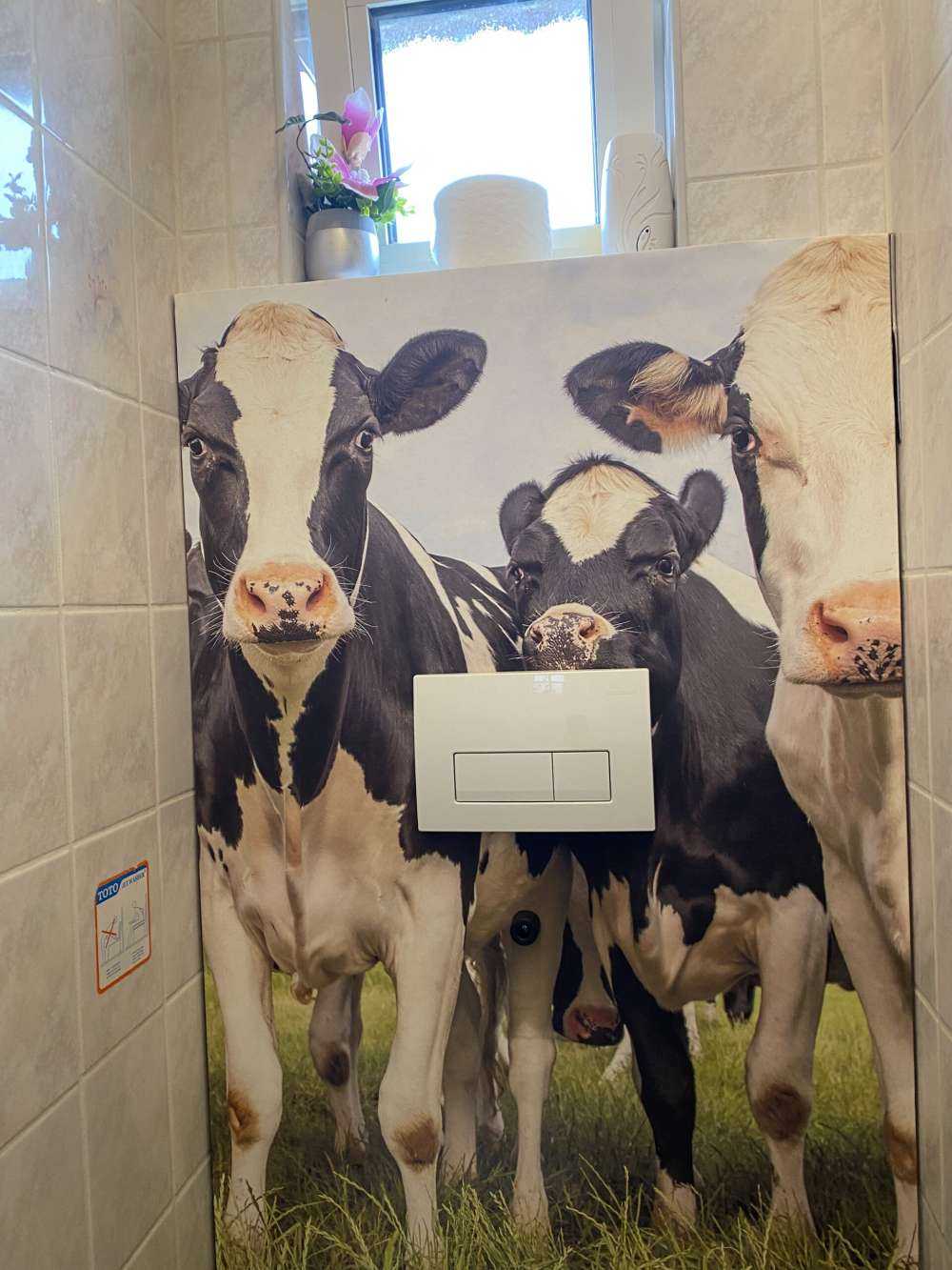 Herd with cows
