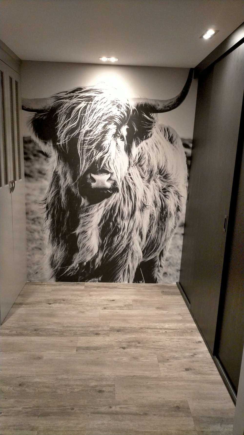 Scottish Highlander in black and white