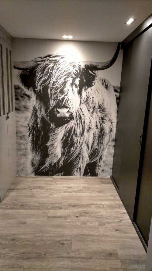 Scottish Highlander in black and white