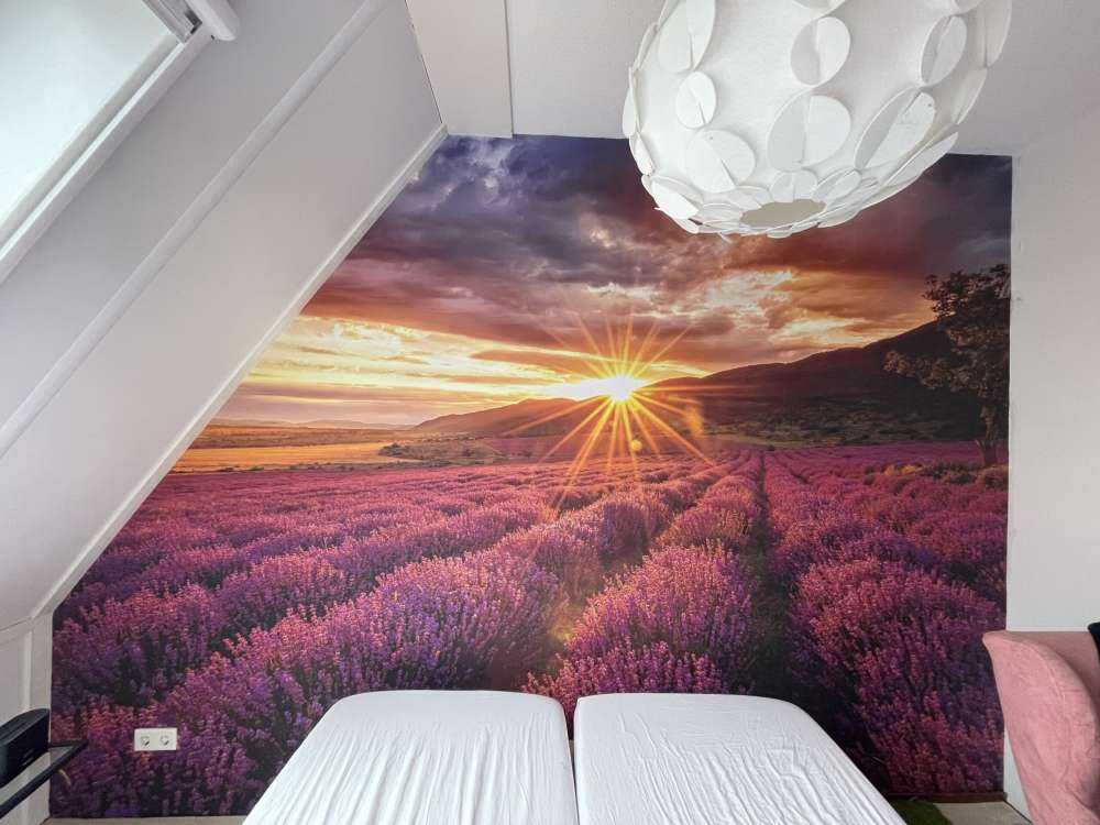 Lavender under the sun