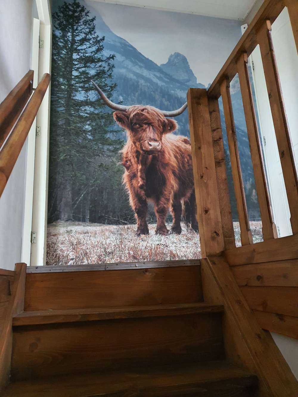 Scottish highlander among the trees