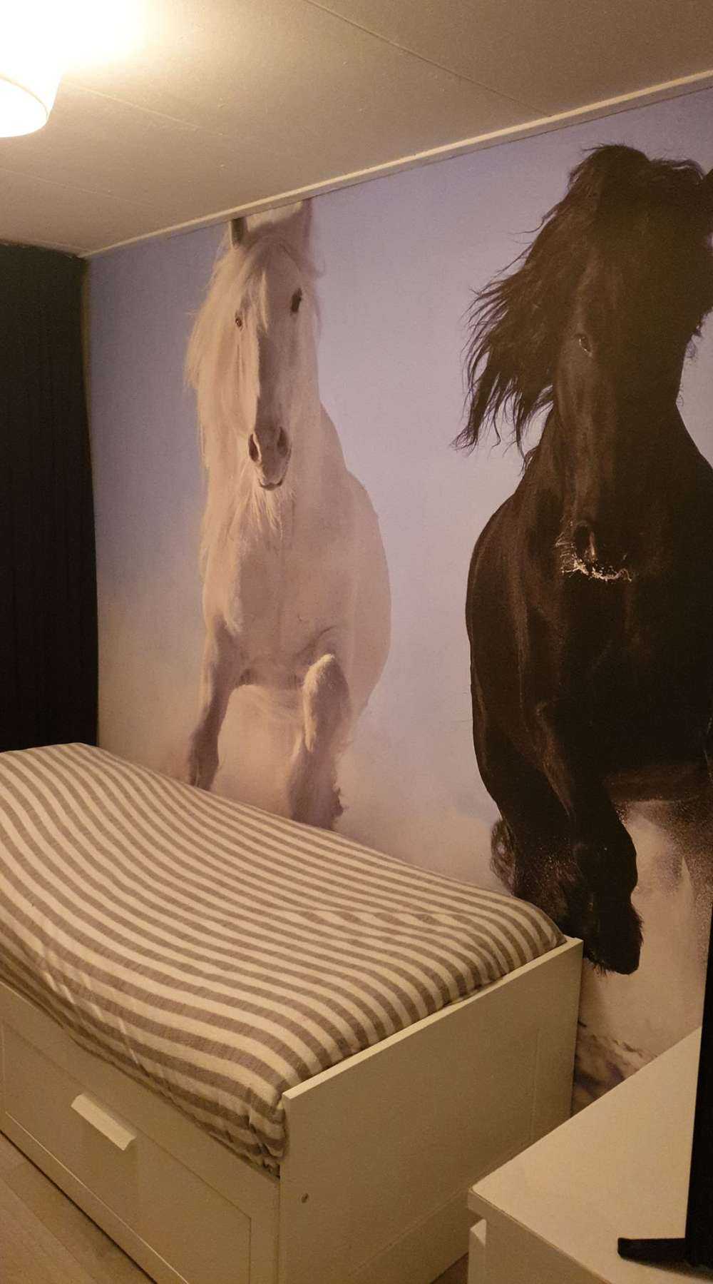 White and a black horse