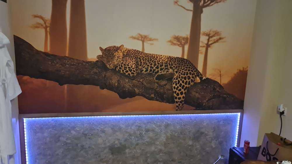 Sleeping leopard