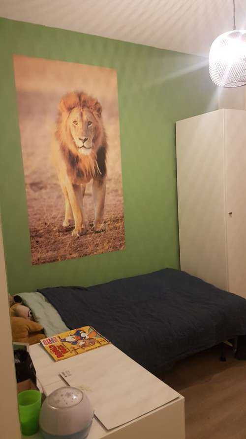 Lion Close Up