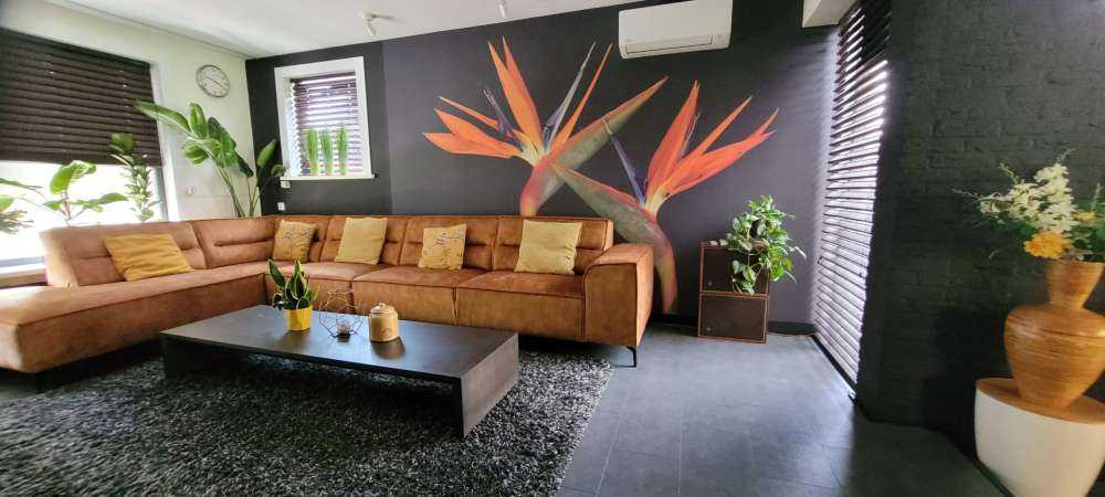 Bird of Paradise flowers