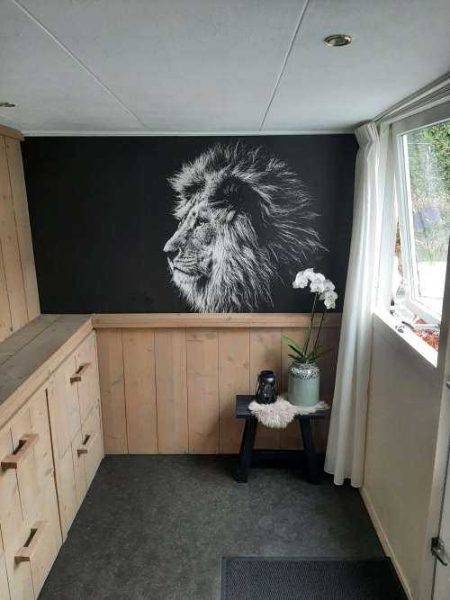 Lion with blue eyes
