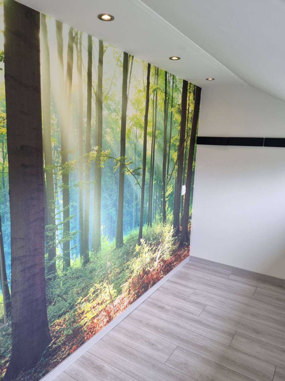 Morning in the forest