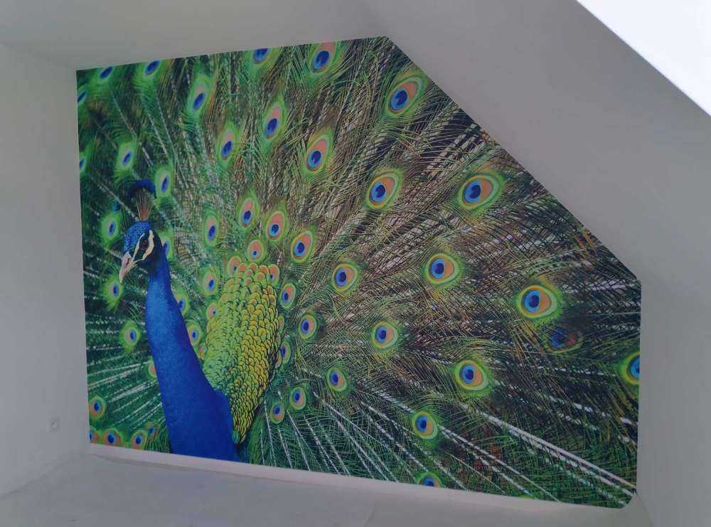 Peacock