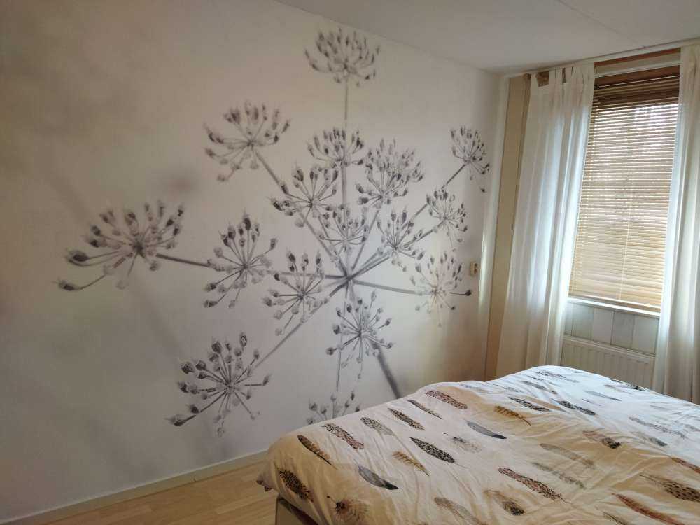 Close-up cow parsley