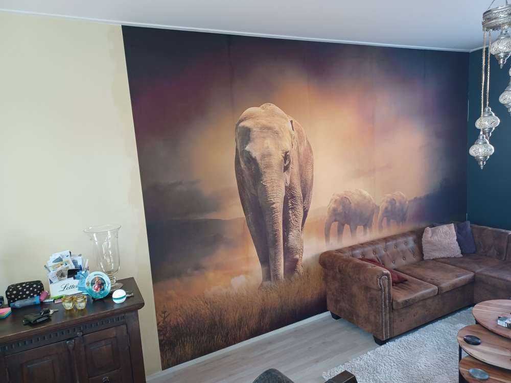 Three elephants