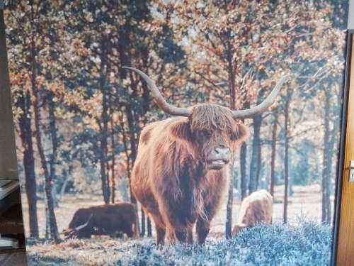 Scottish highlander at the edge of the forest