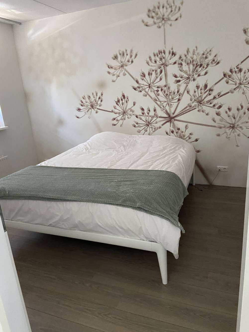 Close-up cow parsley