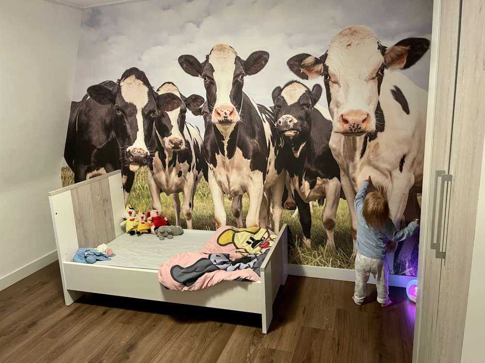 Herd with cows