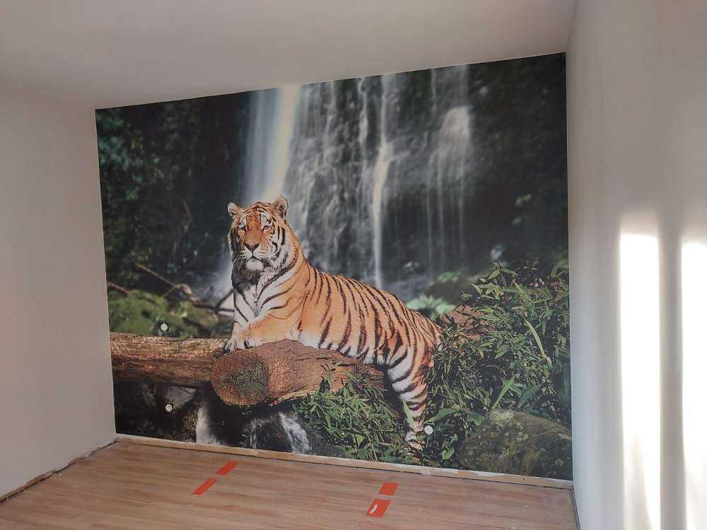 Tiger in the jungle