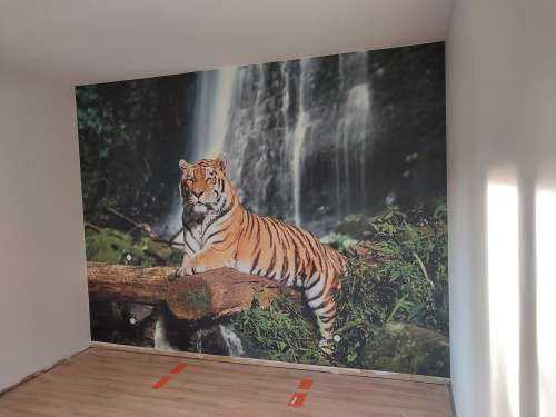 Tiger in the jungle