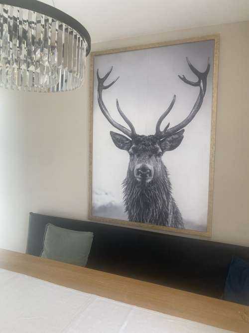 Big deer