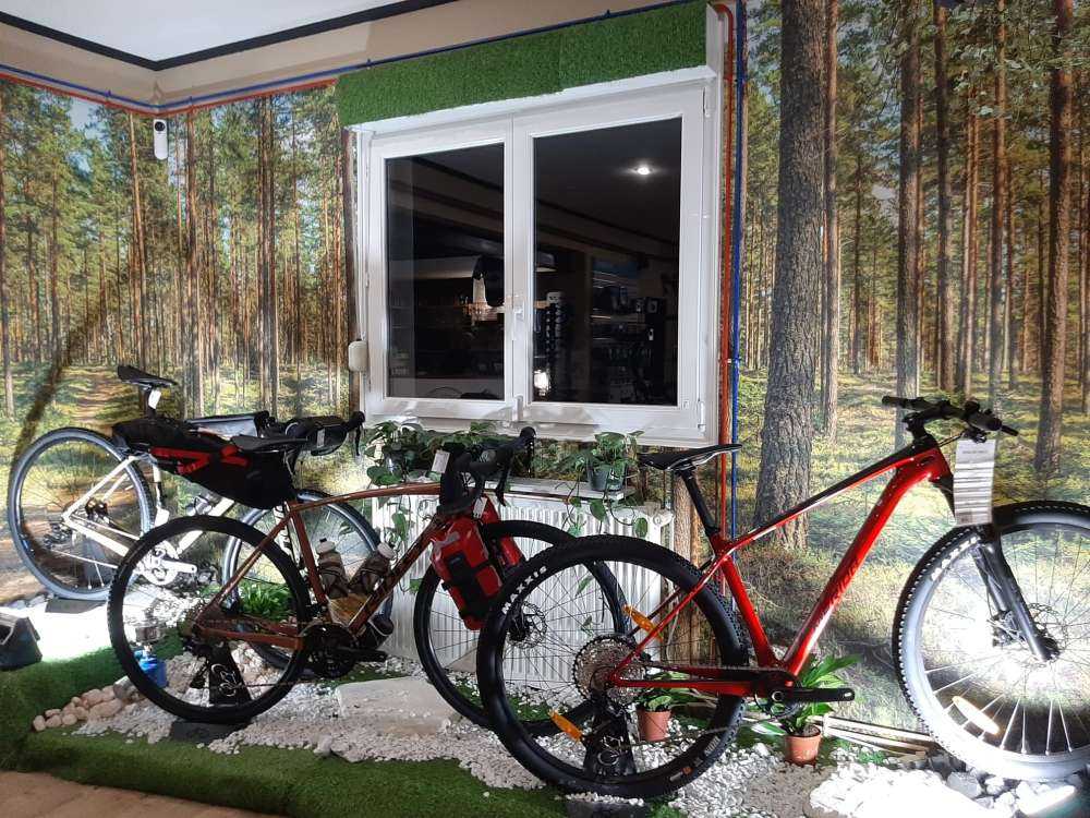 Footpath in pine forest