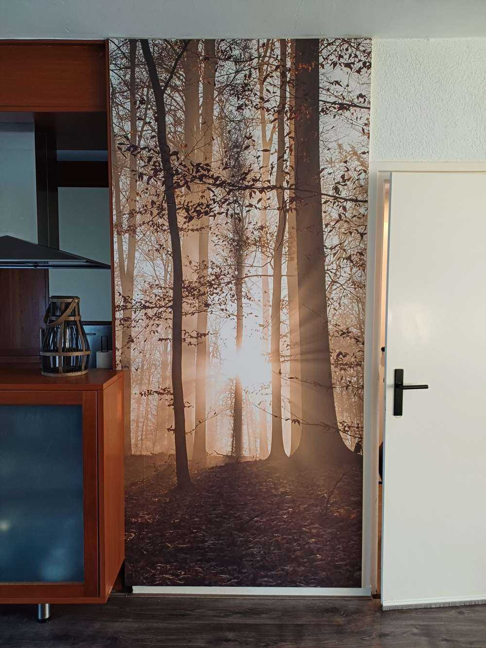 Sunshine in a misty forest