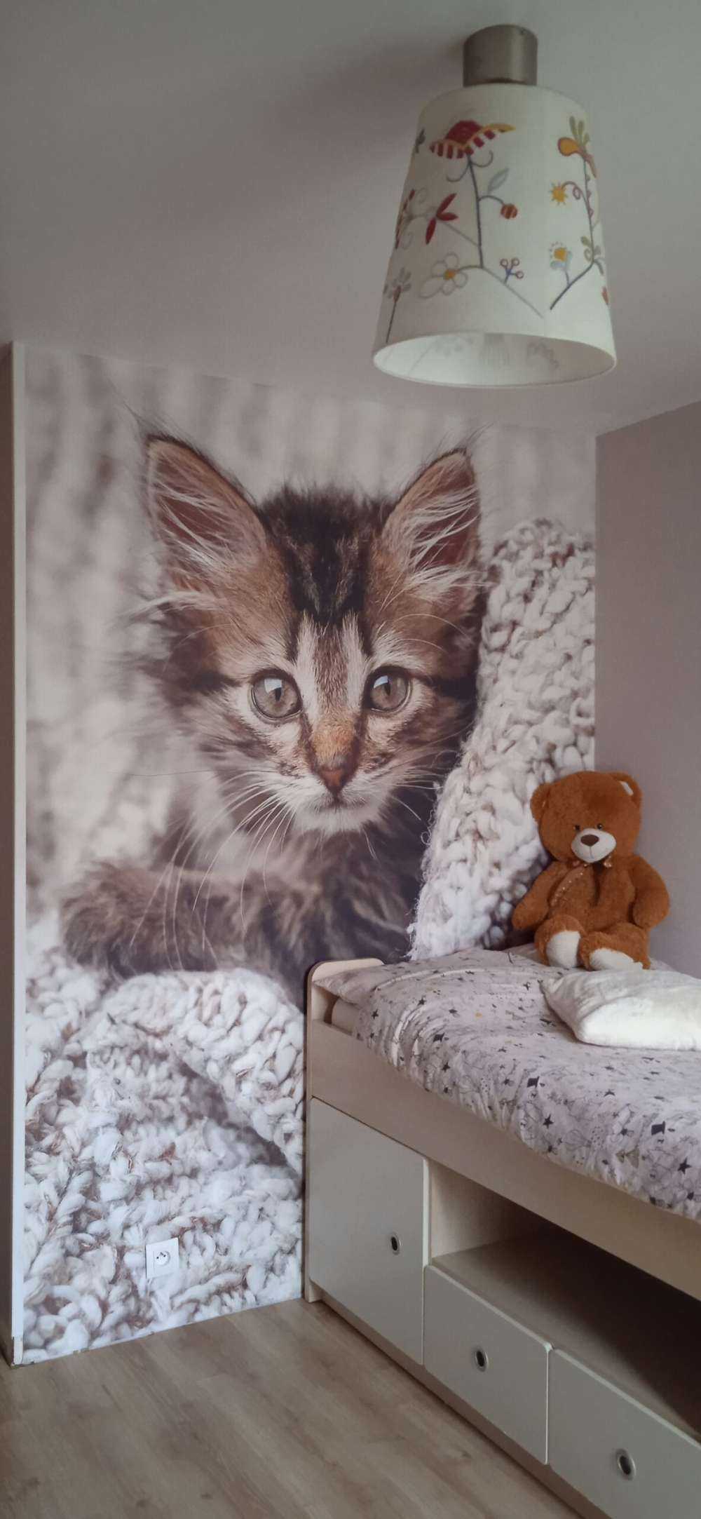 Kitten in a blanket